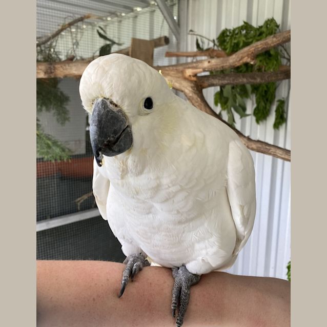 Photo of Buddy