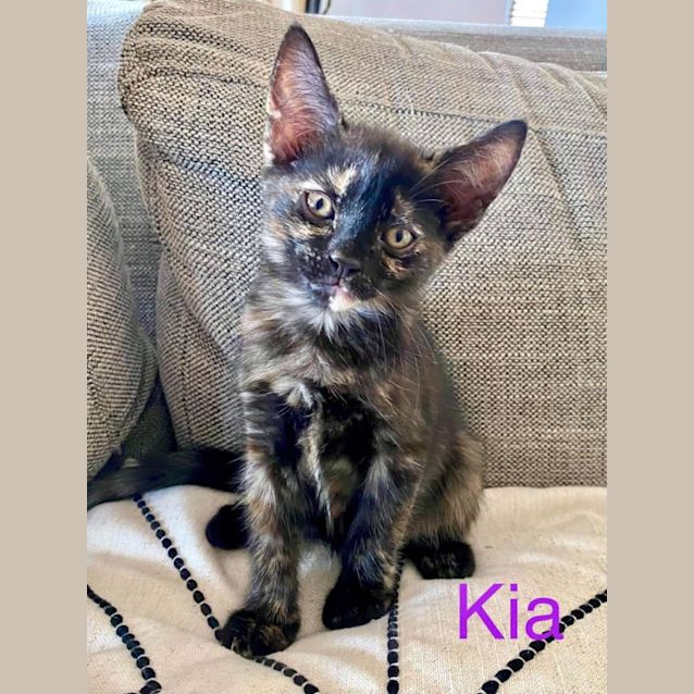 Photo of Kia