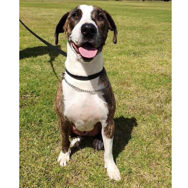 Photo of Koda Dl1151