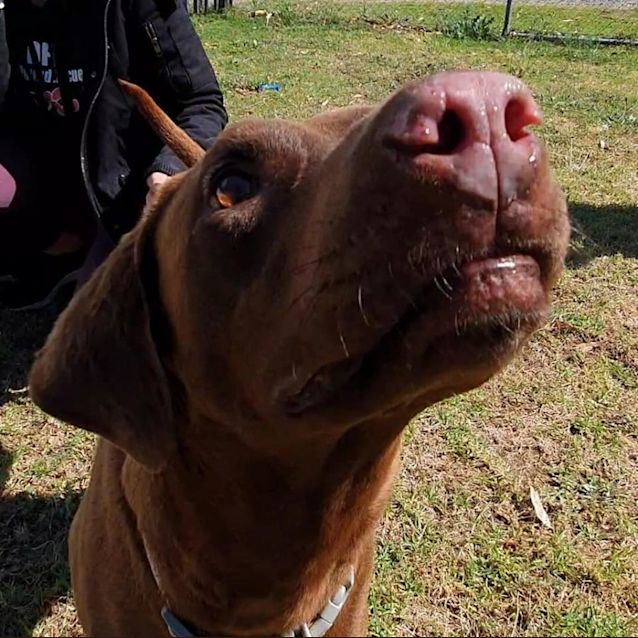 Photo of Pocky Dl2743