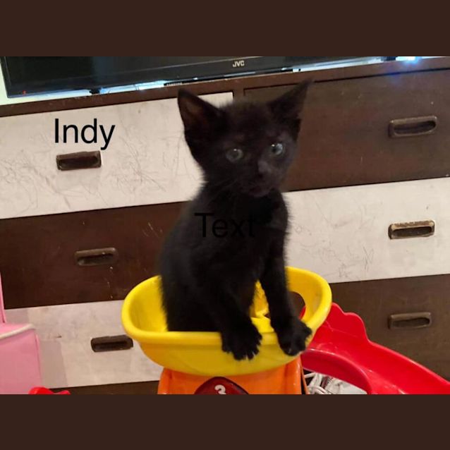 Photo of Indy