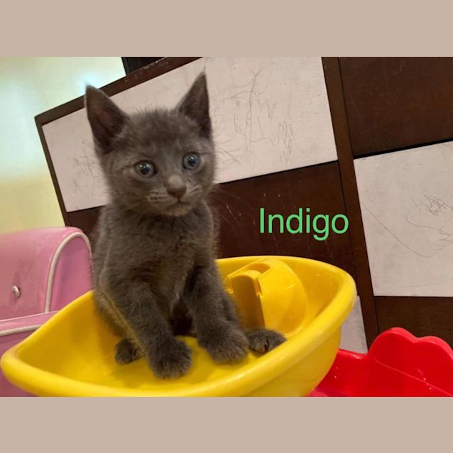 Photo of Indigo
