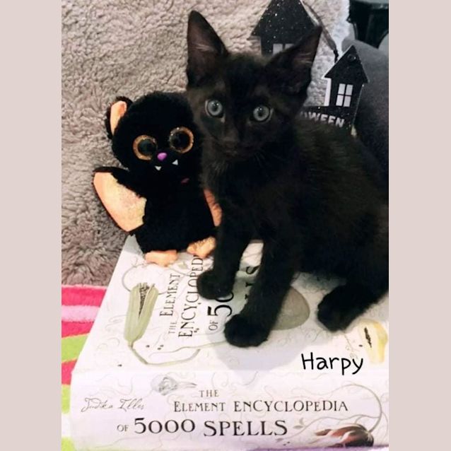 Photo of Harpy