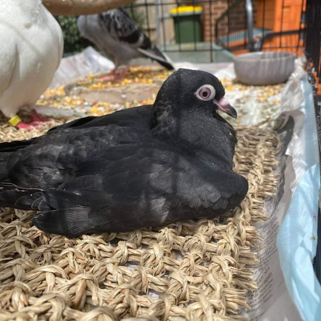 Photo of Vivian & Preston