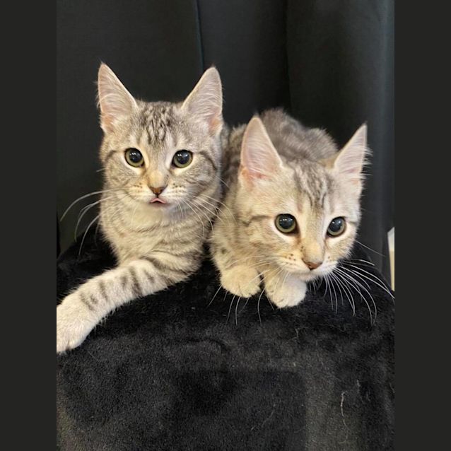 Photo of Snow And Catlyn (Stark)