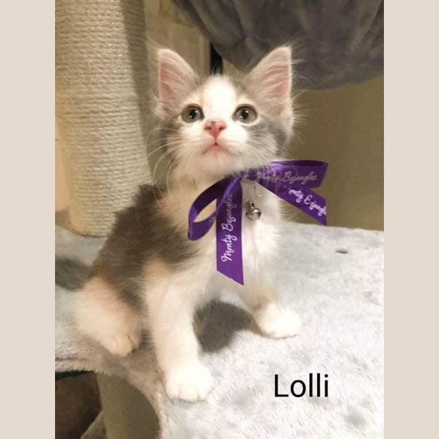 Photo of Lolli
