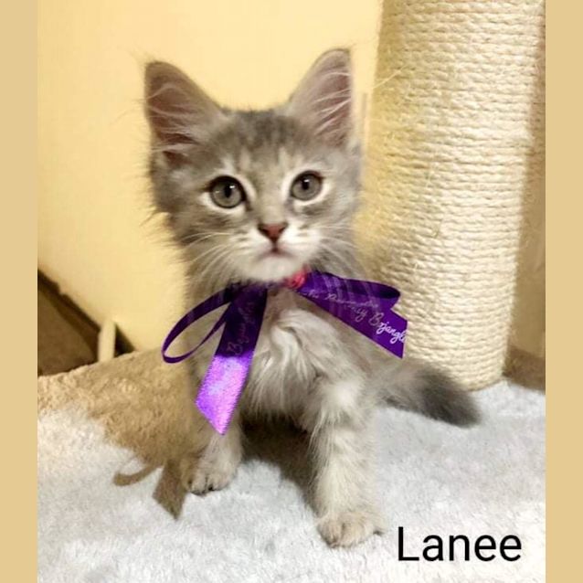 Photo of Lanee