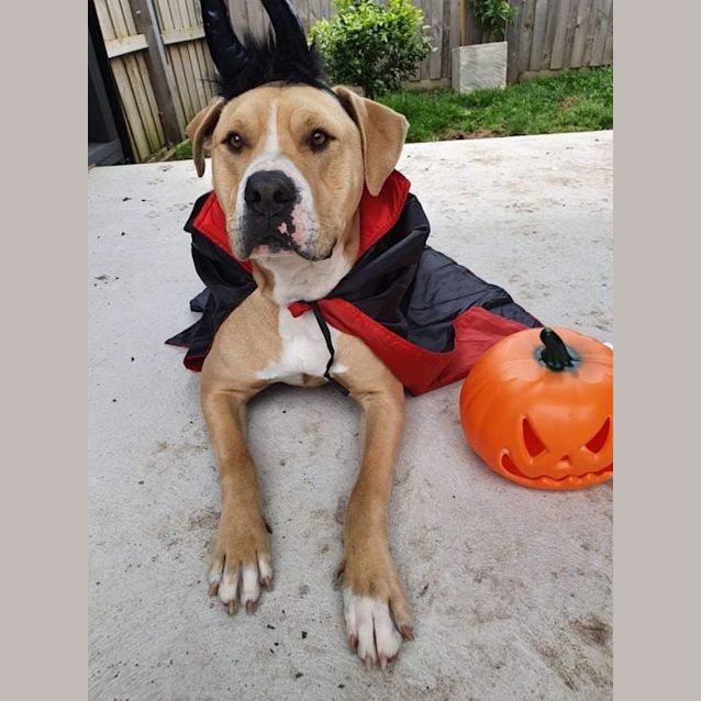 Photo of Snoop 