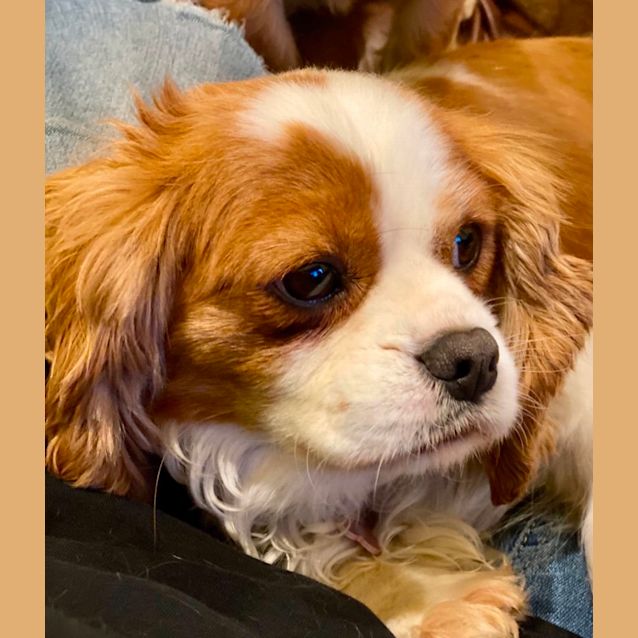 Photo of Amber