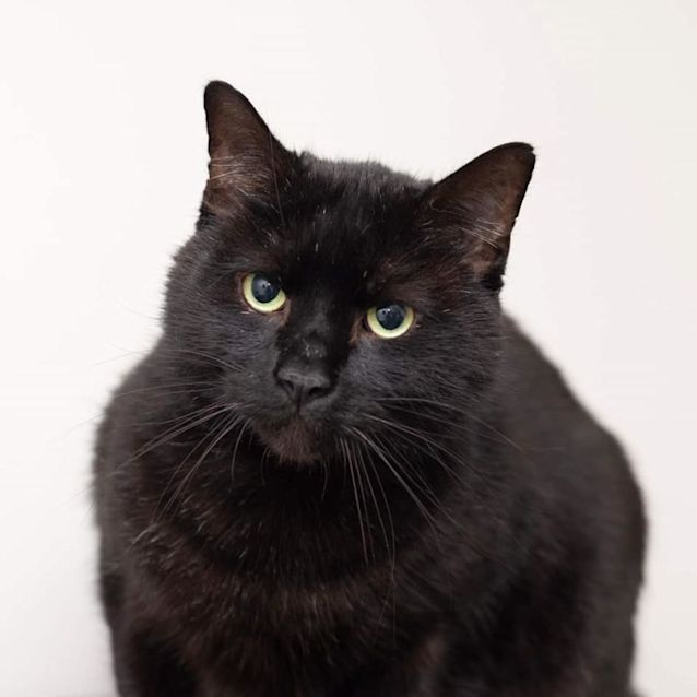 Photo of Shadow **2nd Chance Cat Rescue**