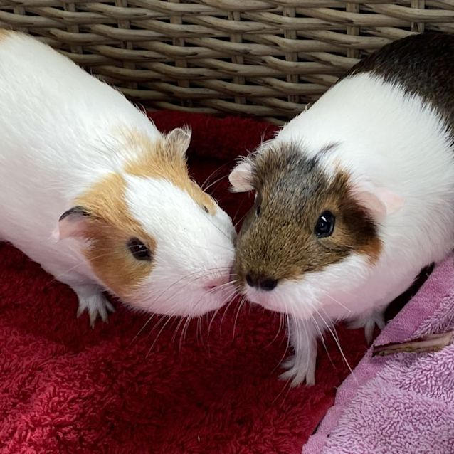 Photo of Cici & Monkey