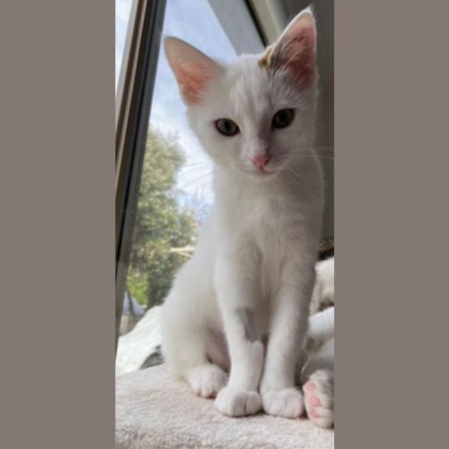 Photo of Dash