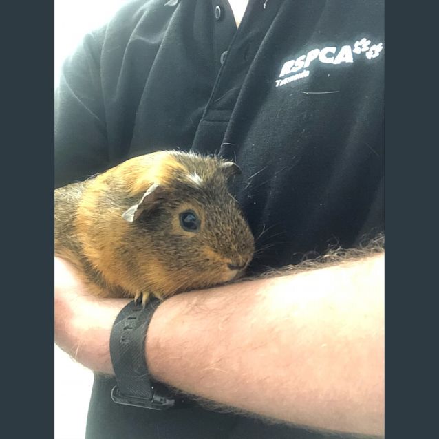 Photo of Cirrus