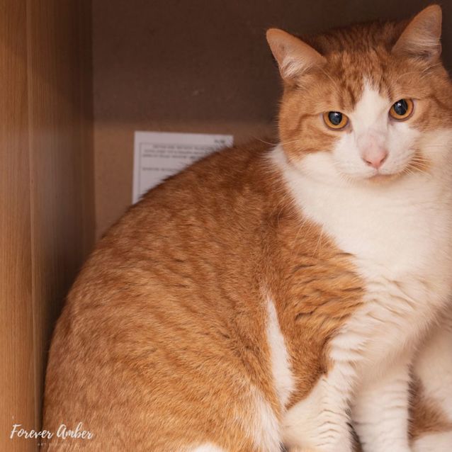 Photo of Thomas **2nd Chance Cat Rescue**