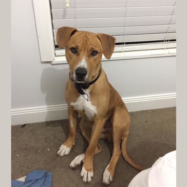 Photo of Barney ~ 1yr Old Staffy X Mastiff(on Trial 3/11/21
