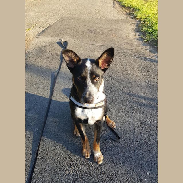 Photo of Peanut ~ 7mo Kelpie X  Bc (On Trial 7/11/21)