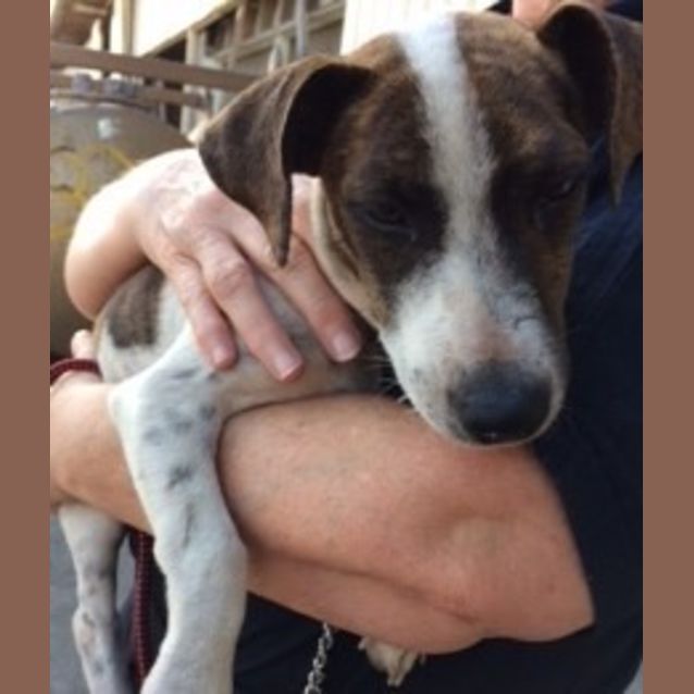 Photo of Petal / Daisy