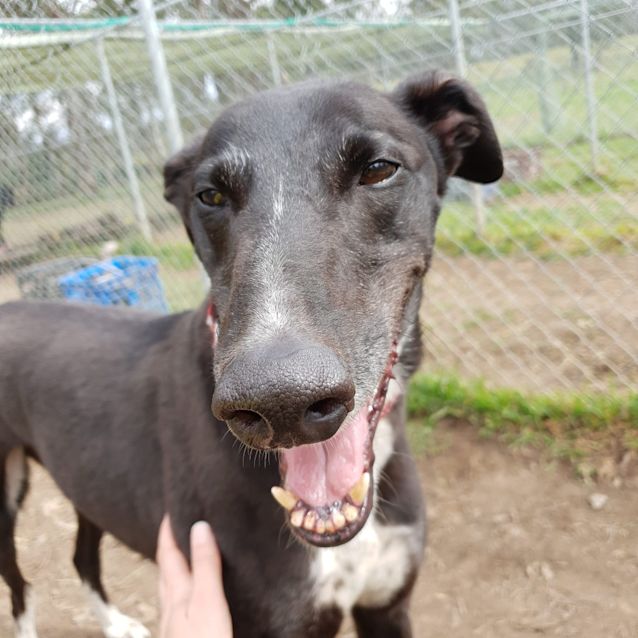 Photo of Lord Tubbington