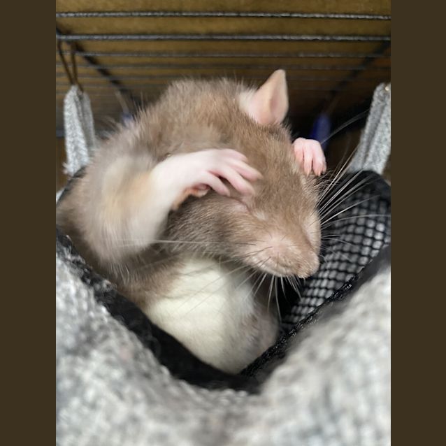 Photo of Cleo
