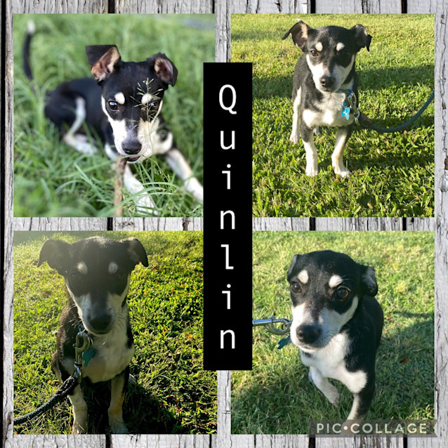 Photo of Quinlin