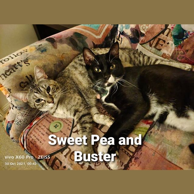 Photo of Sweet Pea