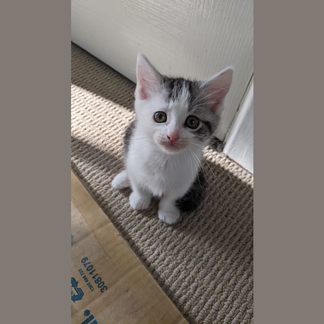 Photo of Cupcake