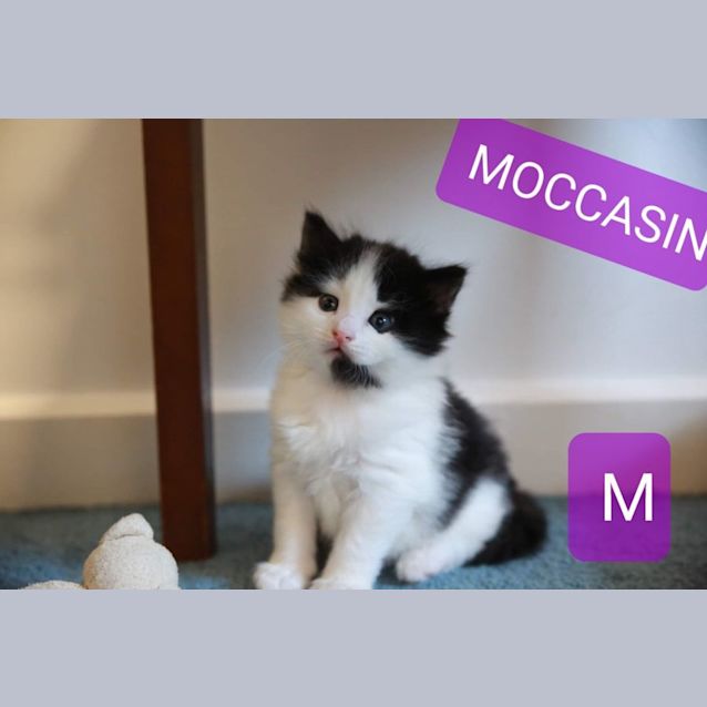Photo of Moccasin