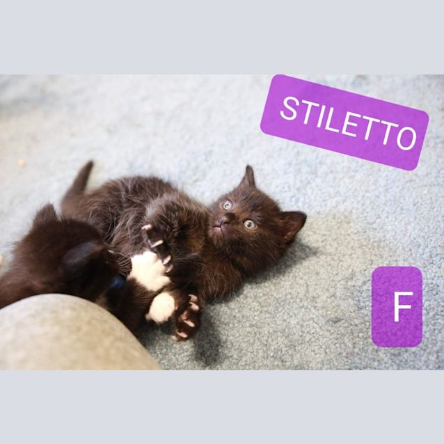 Photo of Stiletto