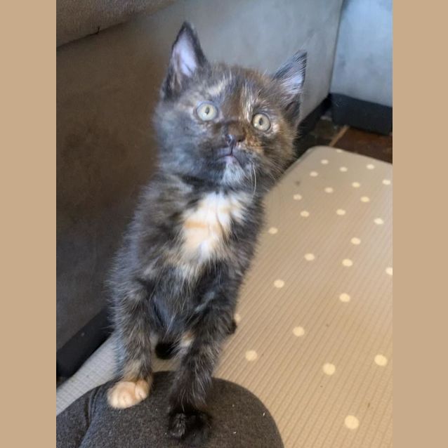 Photo of Shelby