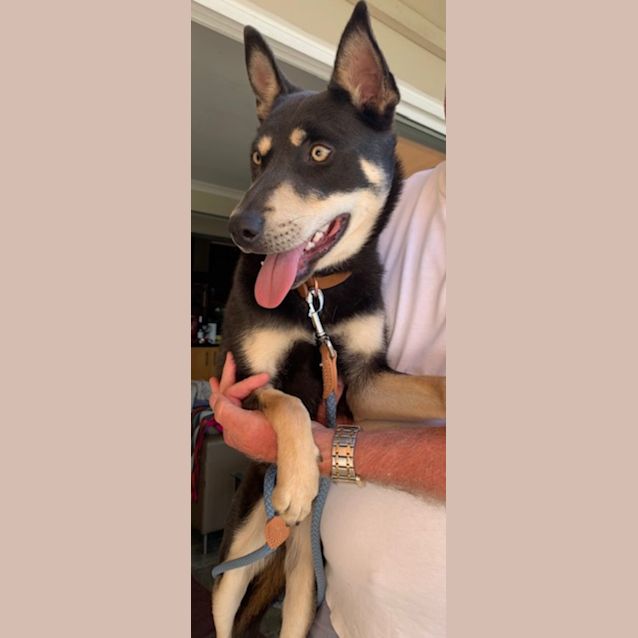 Photo of Ace 