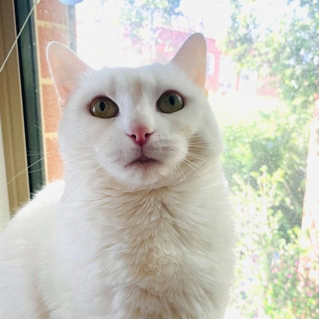 Photo of Angel   Located In Templestowe