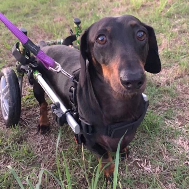 Photo of Rufus *Special Needs*