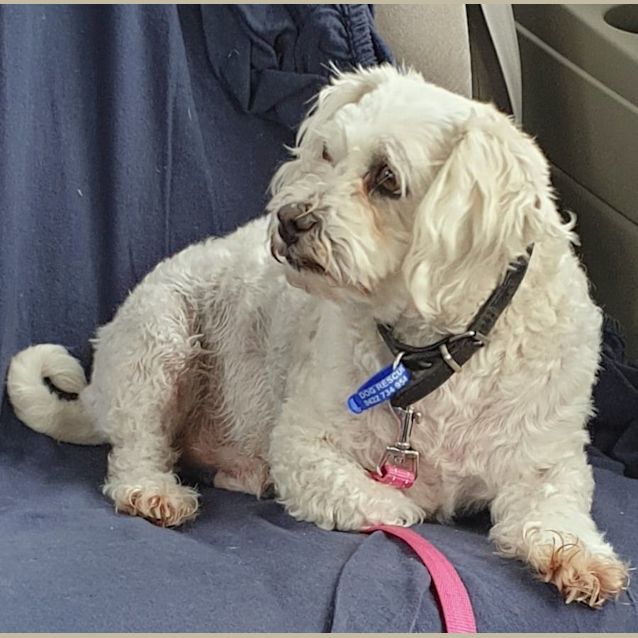 Photo of Benjamin ~ 6.5yr Old Shih Tzu X (On Trial 6/11/21)