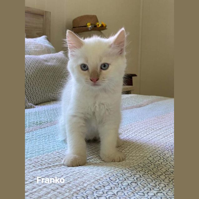 Photo of Franko