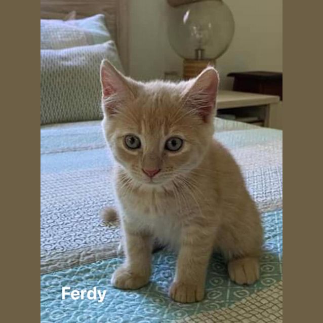 Photo of Ferdy