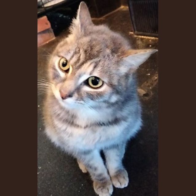 Photo of Alison (Can Transport To Melb If Required)