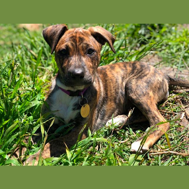 Photo of Jillaroo