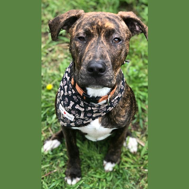 Photo of Fudge 