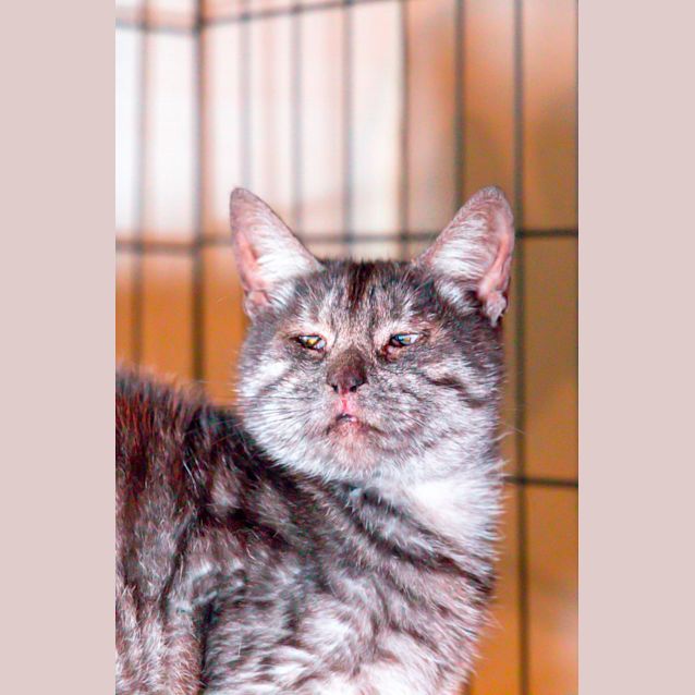 Photo of Flossie (Can Transport To Melb If Needed)