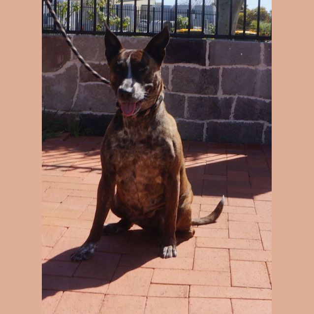 Photo of Bronte