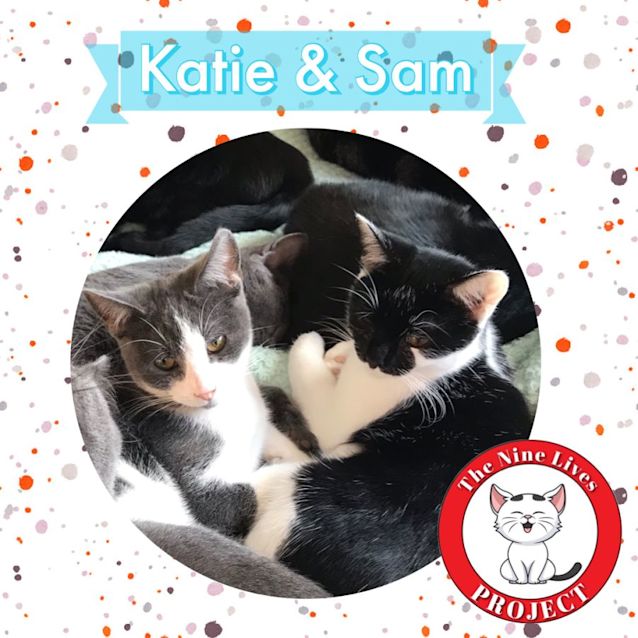 Photo of Katie & Sam *9 Lives Project Rescue*