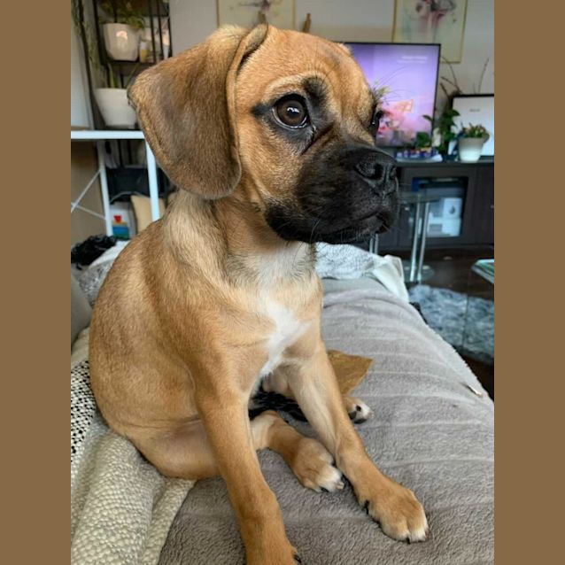 Photo of Roo