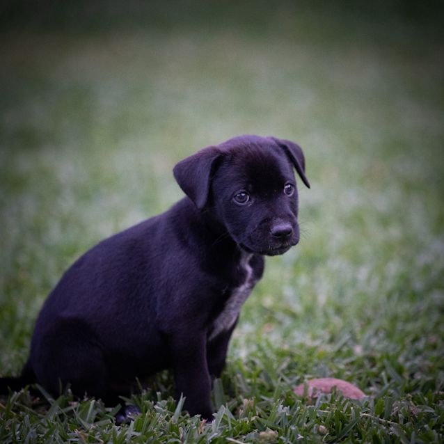 Photo of Sox