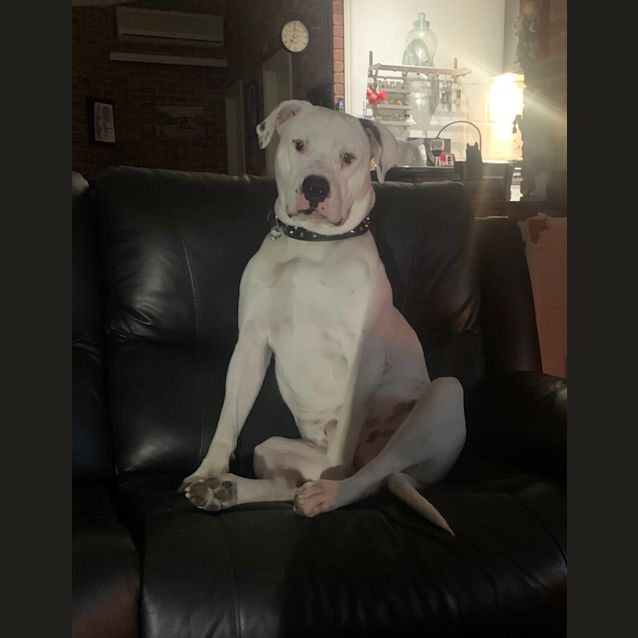 Photo of Snoop 