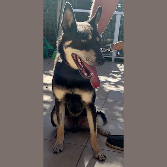 Photo of Ace