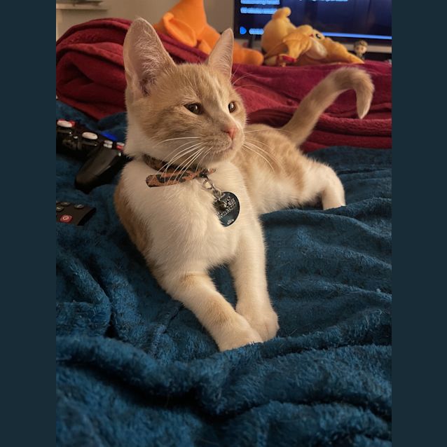 Photo of Amber