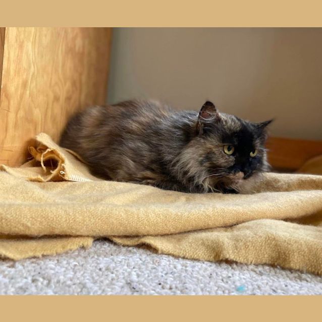 Photo of Marmalade 