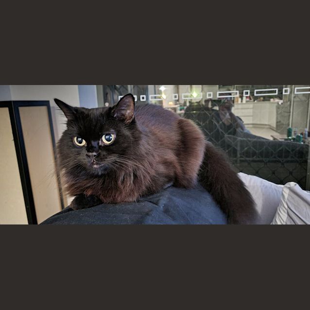 Photo of Willow