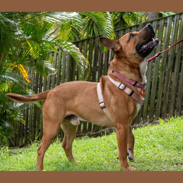 Colt Medium Male Staffy x German Shepherd Mix Dog in QLD PetRescue