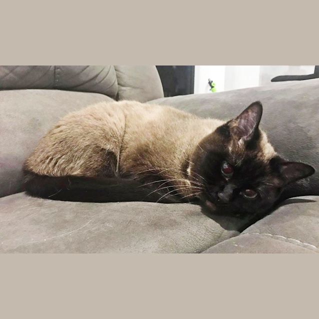 Photo of Snickers